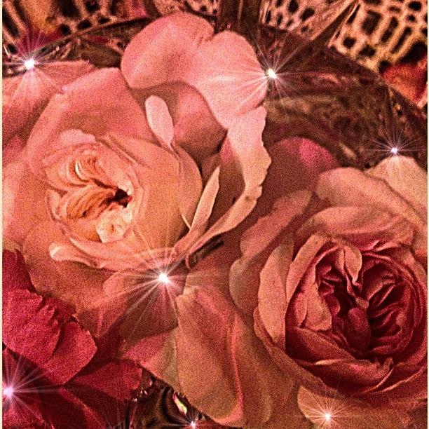 Rose Photograph - #squaready #1 by Rita Frederick