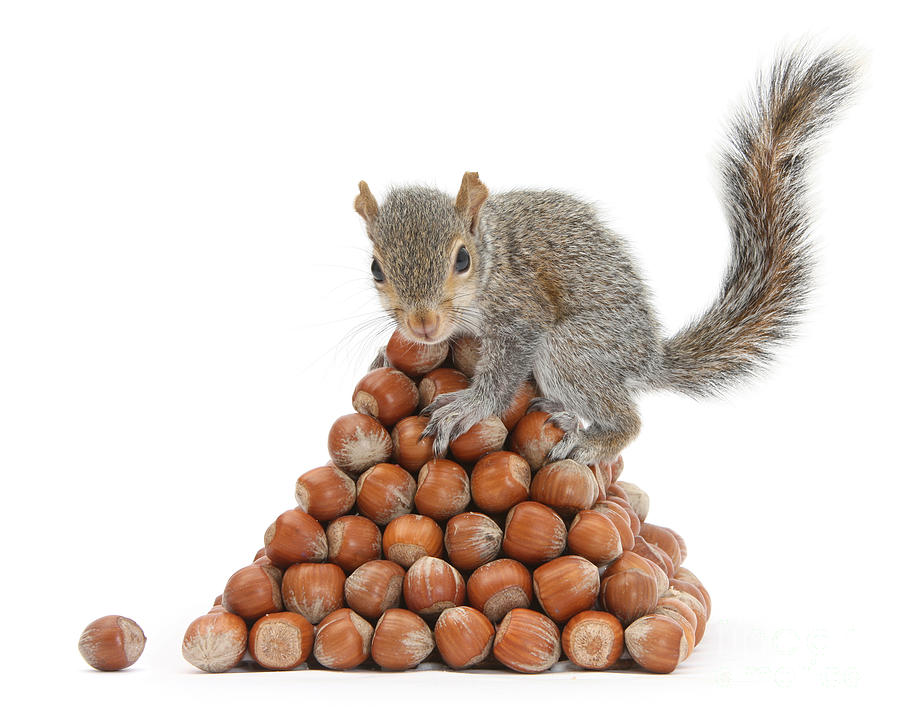 Nature Photograph - Squirrel And Nut Pyramid #1 by Mark Taylor