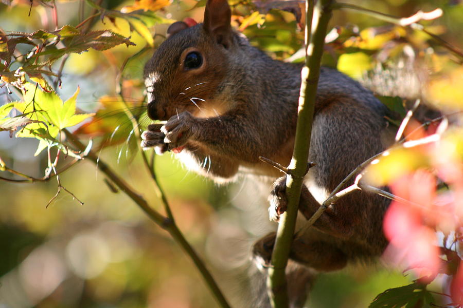 Nature Photograph - Squirrel Dinner #1 by Valia Bradshaw