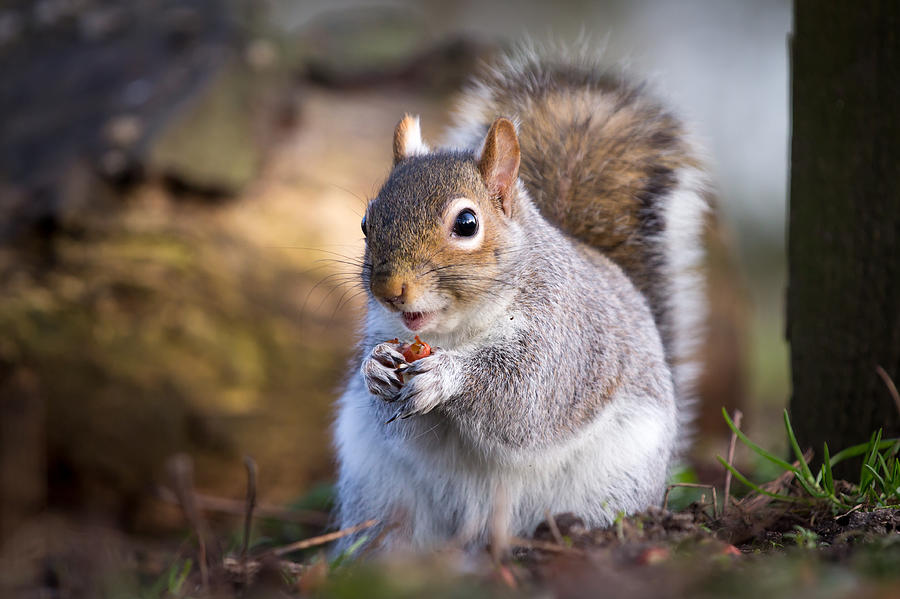 Squirrel Eating Nut Photograph By Andrea & Tim Photography