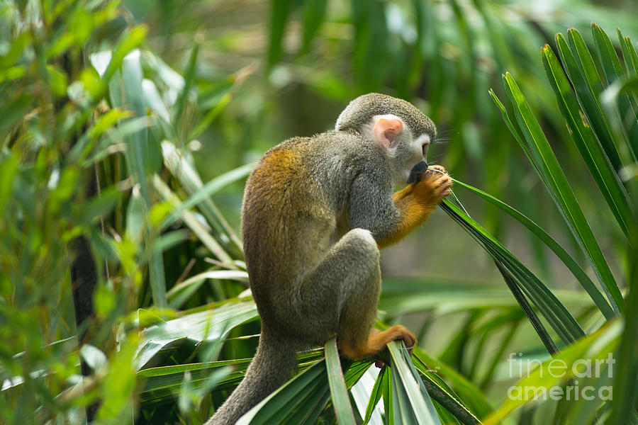 Squirrel Monkey #1 Photograph by Andrew  Michael