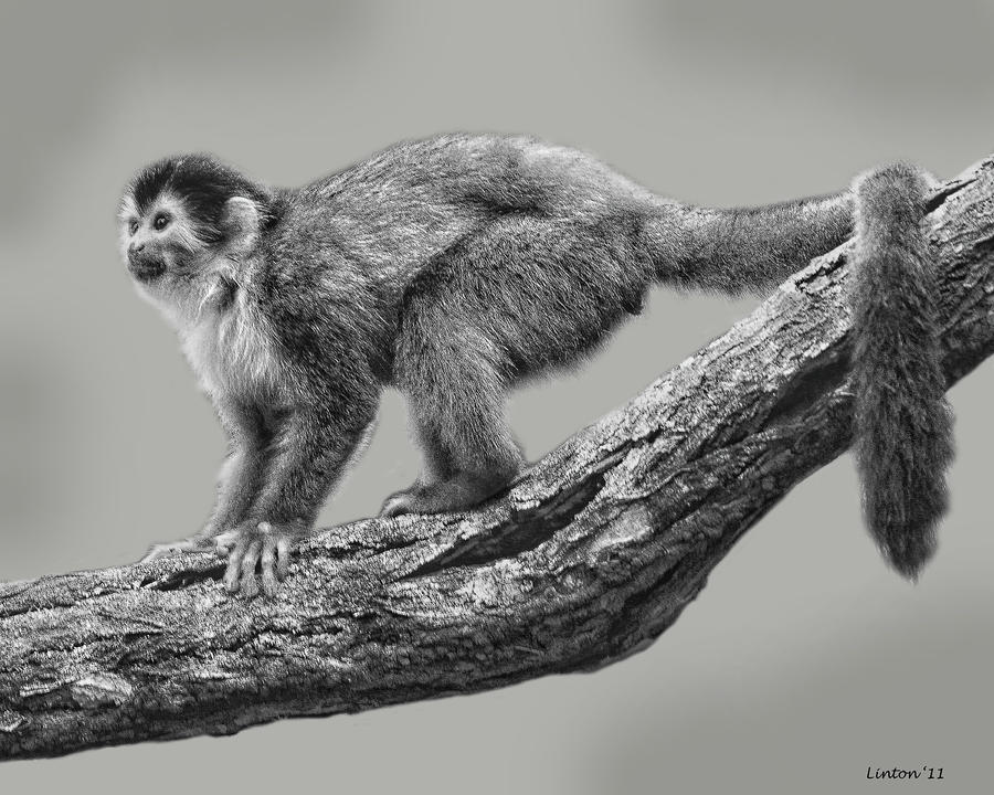 Squirrel Monkey Digital Art by Larry Linton
