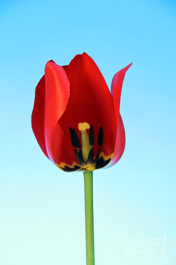 Flower Photograph - Stamen Of Tulip #7 by Photo Researchers Inc