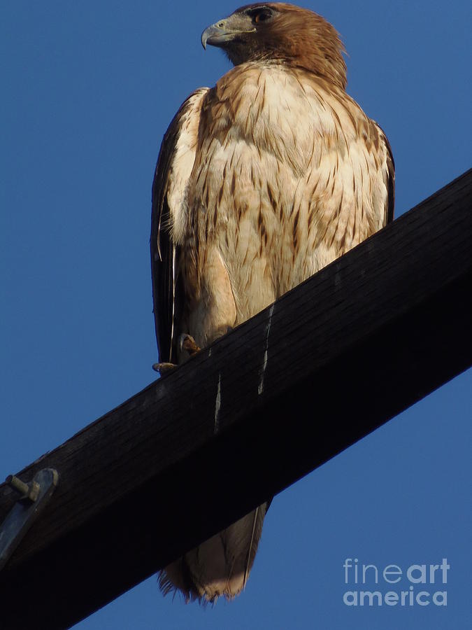 Hawk Photograph - Standing Tall #1 by Davon Duncan