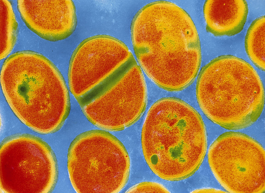 Staphylococcus Aureus Bacteria Photograph By Cnri