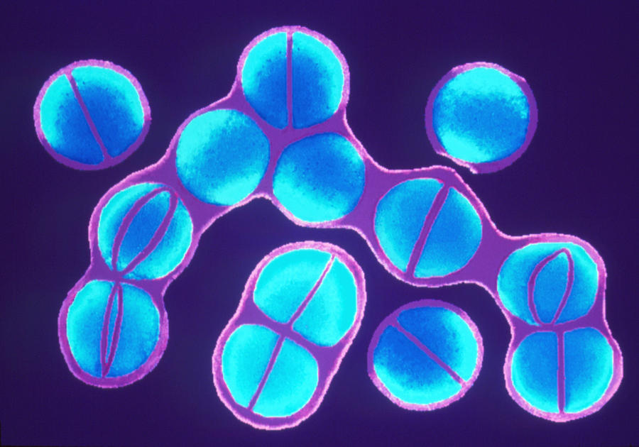 Staphylococcus Aureus Bacteria Dividing Photograph By Dr Linda Stannard Uct Fine Art America