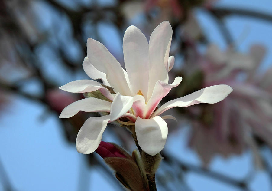 Star Magnolia  #1 Photograph by Pierre Leclerc Photography