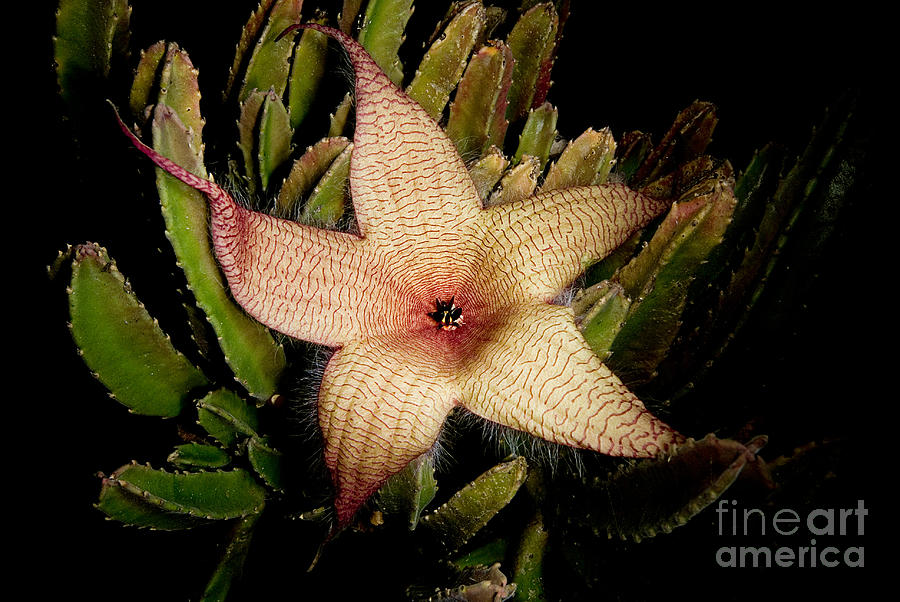 Starfish Flower #1 Photograph by Dant Fenolio
