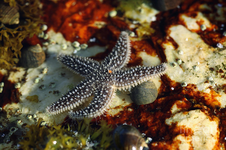 Starfish In A Tidal Pool In Maine