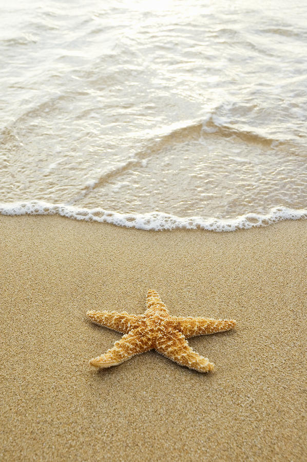 Starfish On Beach by Mary Van de Ven - Printscapes