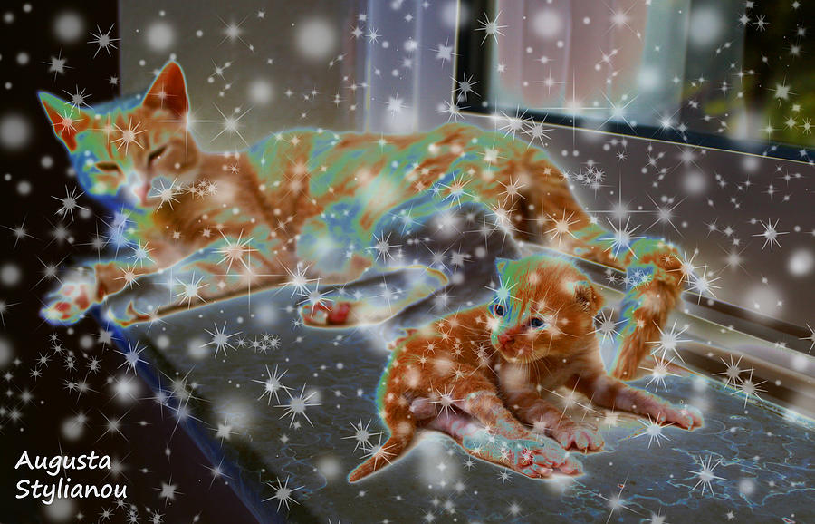 Starry Cat and Kitten #2 Photograph by Augusta Stylianou