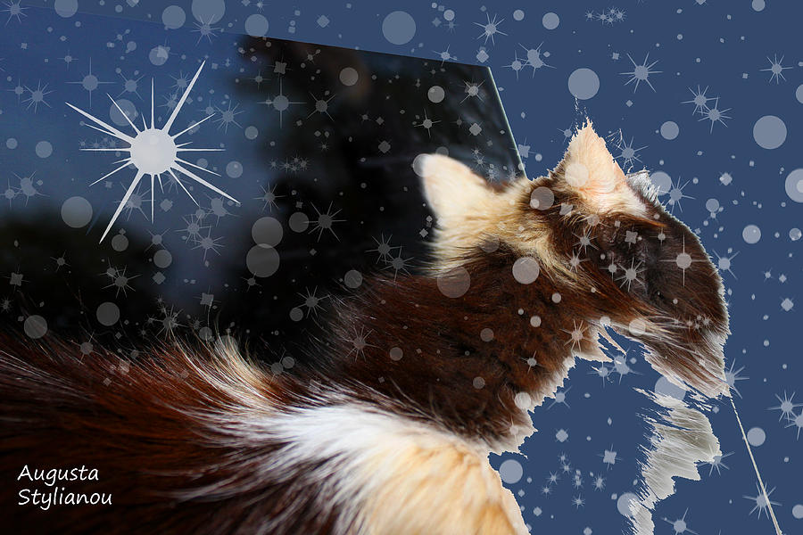 Starry Cat  #2 Digital Art by Augusta Stylianou