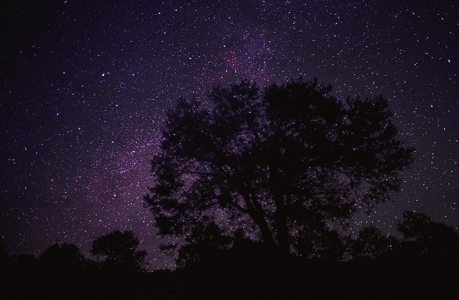 Starry Sky With Silhouetted Oak Tree #1 Photograph by Tim Fitzharris