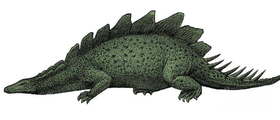 Stegosaurus Illustration #1 Photograph by Science Source