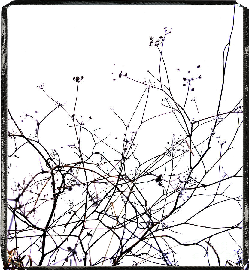 Flower Photograph - Stems #1 by Bernard Jaubert