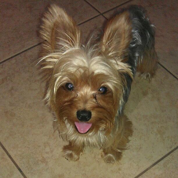 Sticking Out My Tongue:) :p #1 Photograph by Troy The Yorkie