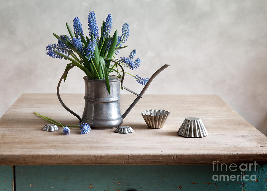 Spring Photograph - Still life with grape hyacinths #1 by Nailia Schwarz