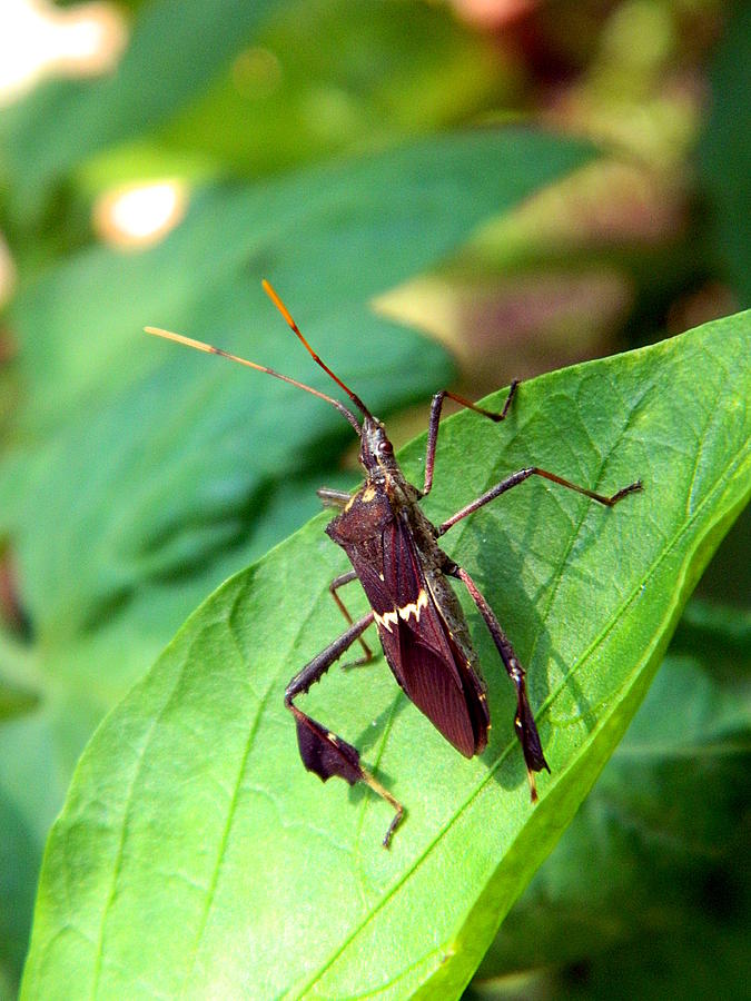 Stink Bug #1 Photograph by Ester McGuire