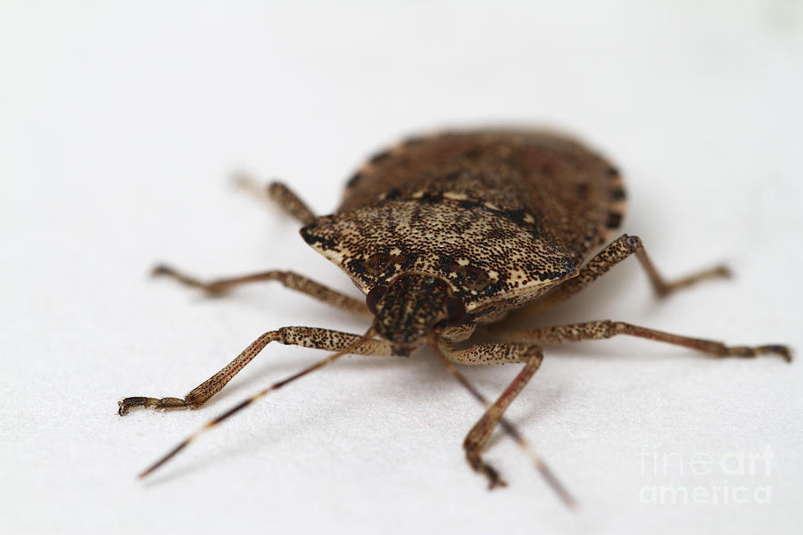 Stink Bug #1 Photograph by Photo Researchers