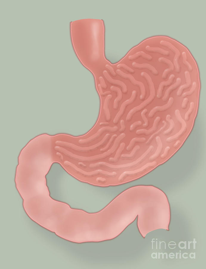 Stomach Illustration #1 Photograph by Science Source