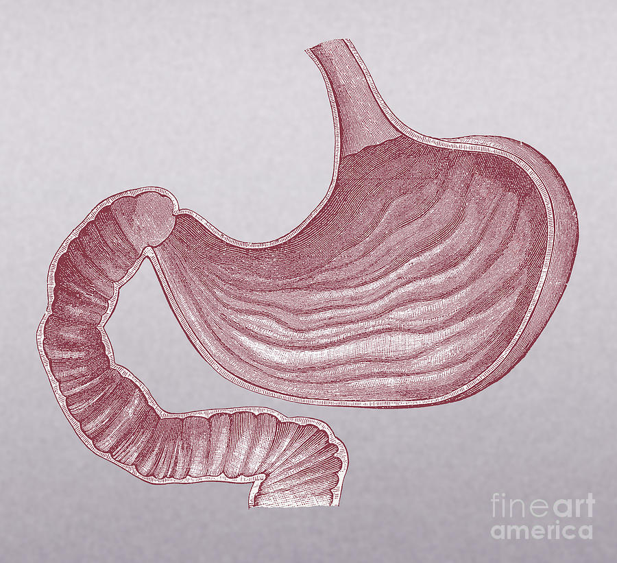 Stomach #1 Photograph by Science Source