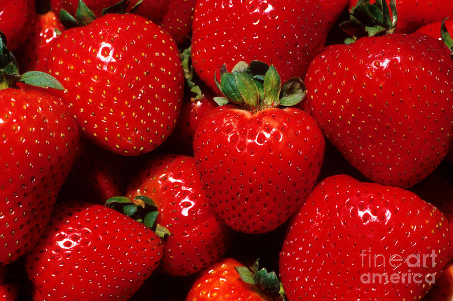 Strawberries #1 Photograph by Photo Researchers