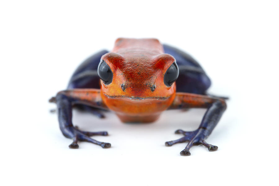 Strawberry Poison Dart Frog La Selva #1 Photograph by Piotr Naskrecki