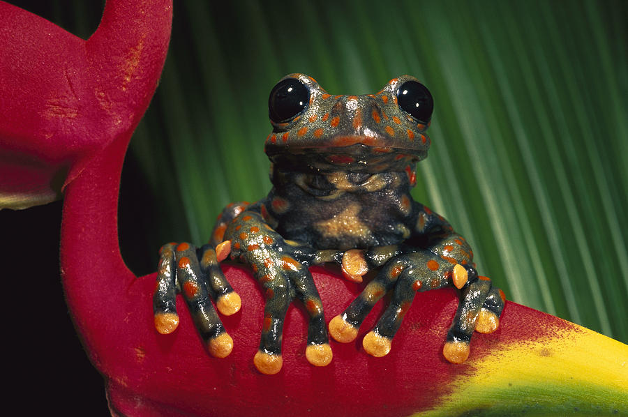 Strawberry Tree Frog Hyla Pantosticta Photograph by Pete Oxford