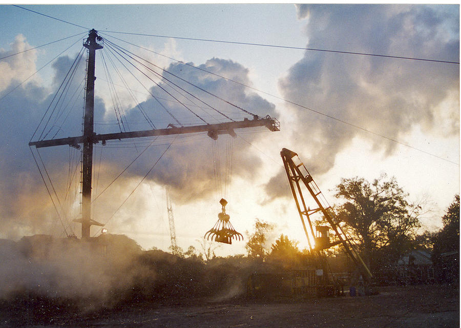 Sugarcane Derick Photograph By Ronald Olivier - Fine Art America