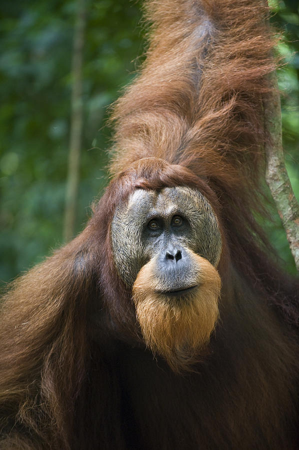 Animal Photograph - Sumatran Orangutan Male Gunung Leuser #1 by Suzi Eszterhas