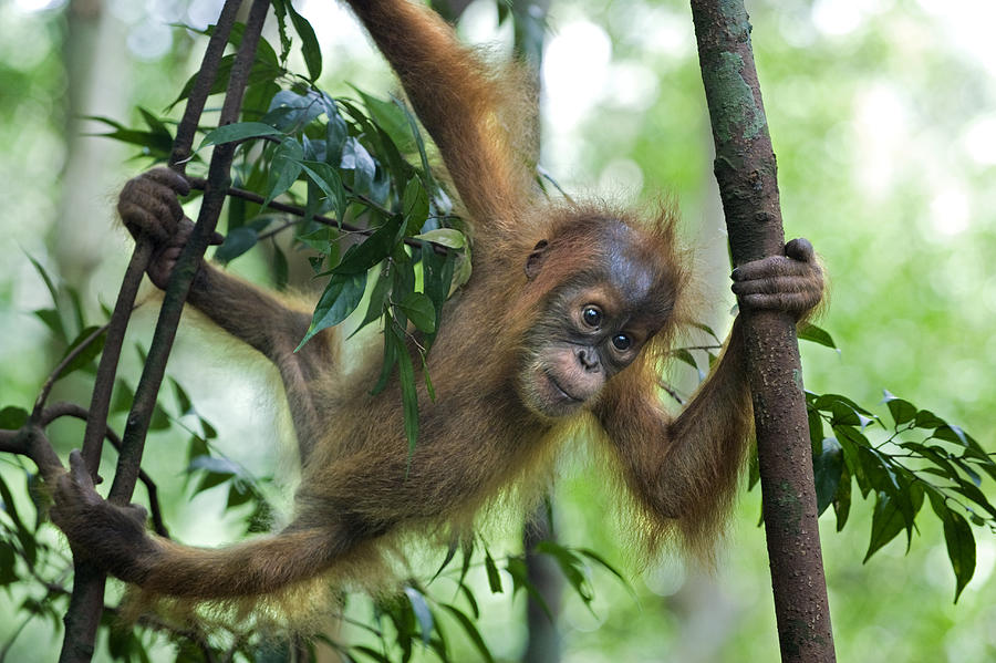  Sumatran Orangutan Baby  Photograph by Suzi Eszterhas
