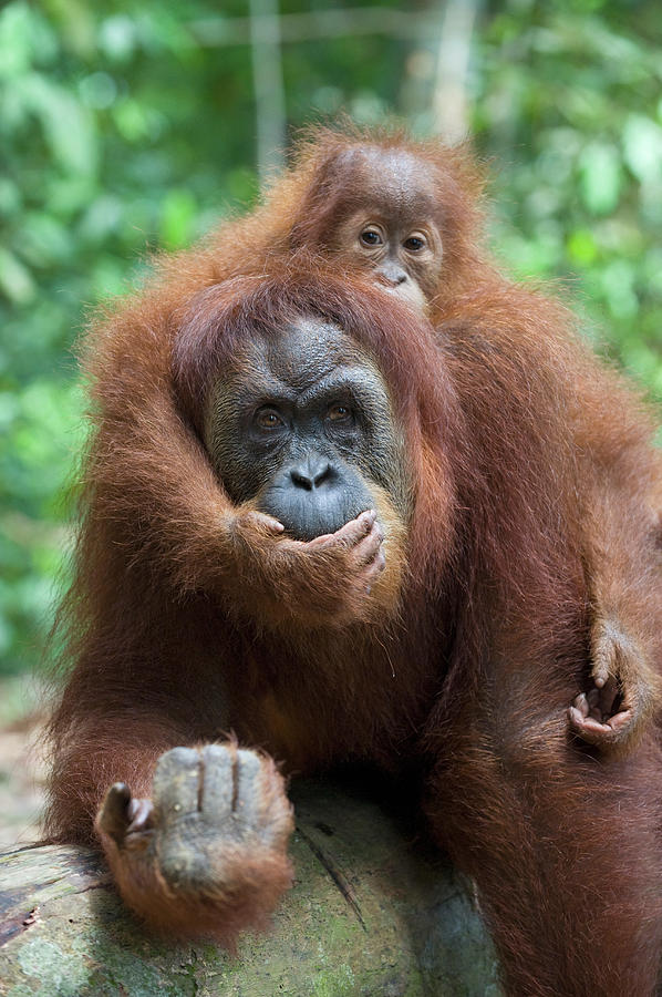 Ape Photograph - Sumatran Orangutan Pongo Abelii Mother #1 by Suzi Eszterhas