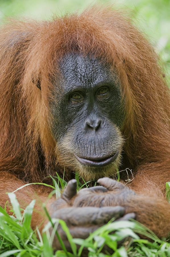 Nature Photograph - Sumatran Orangutan #1 by Tony Camacho