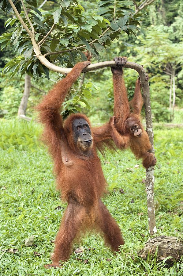 Nature Photograph - Sumatran Orangutans #1 by Tony Camacho
