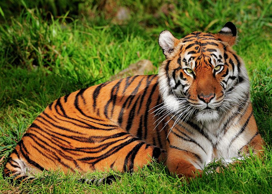 Sumatran Tiger  #1 Photograph by Bill Dodsworth