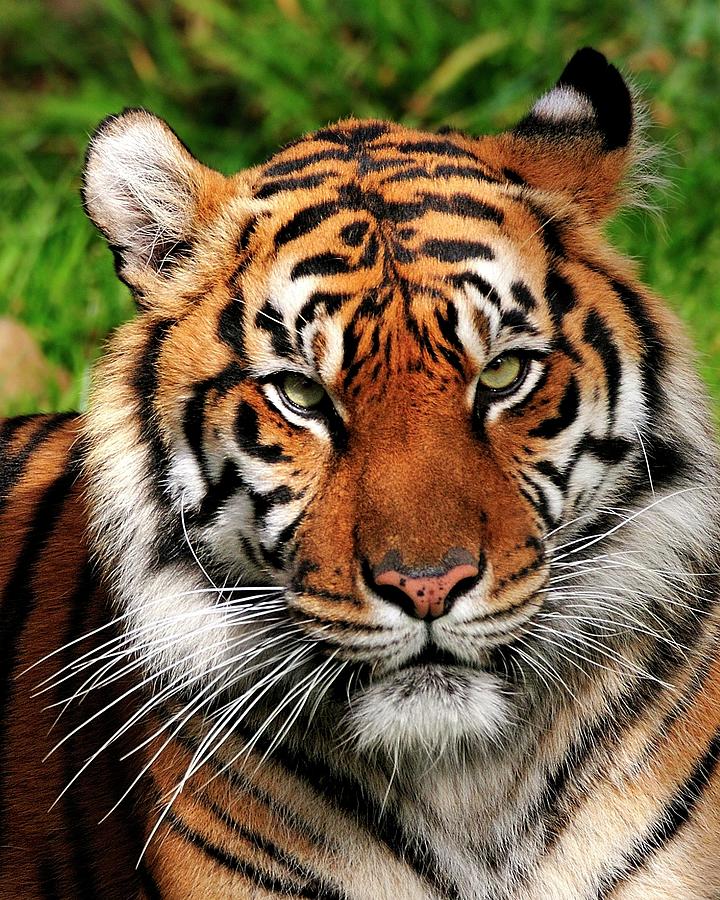 Sumatran Tiger Portrait #1 Photograph by Bill Dodsworth