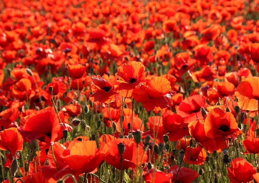 Sun Poppies Photograph by Ed Lukas - Fine Art America