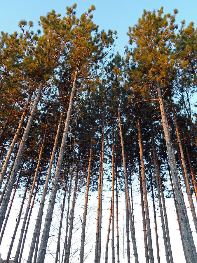 Sundance Trees #1 Photograph by Cyryn Fyrcyd