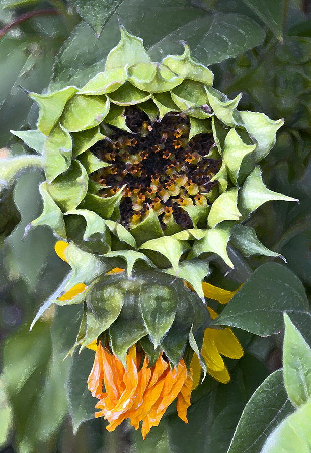 Sunflower 9 #1 Photograph by Pamela Cooper