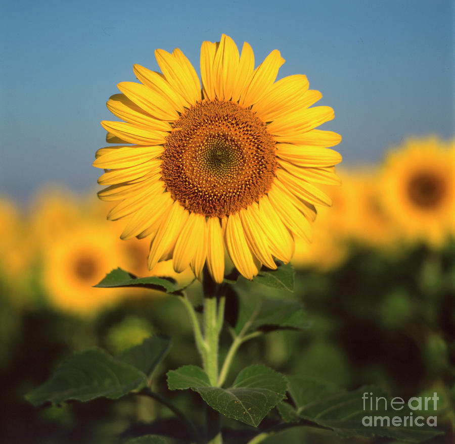 Cereal Photograph - Sunflower #1 by Bernard Jaubert