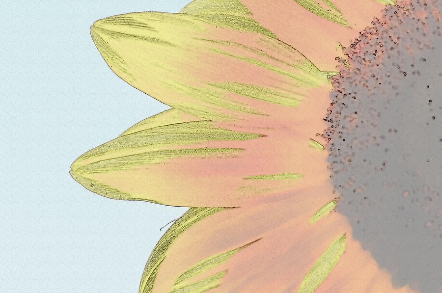 Sunflower Close Up #1 Digital Art by Brandon Bourdages