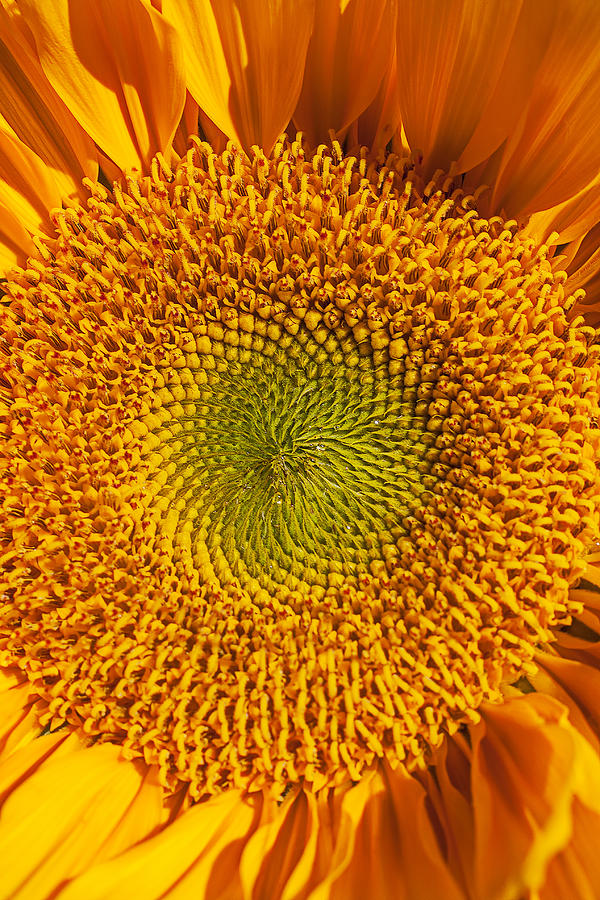 Sunflower close up #2 Photograph by Garry Gay