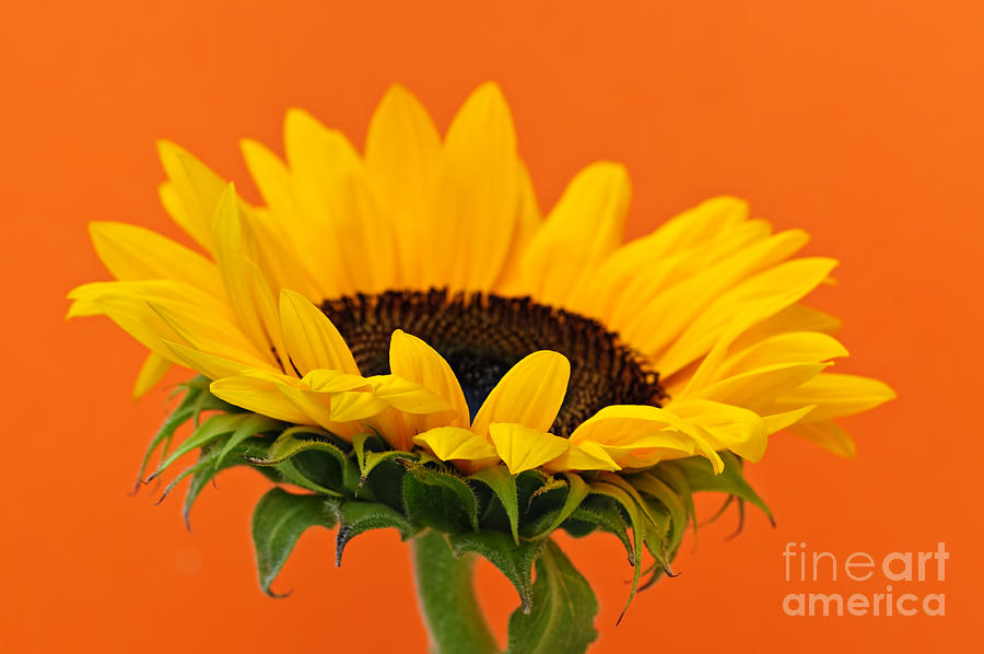 Sunflower closeup 1 Photograph by Elena Elisseeva