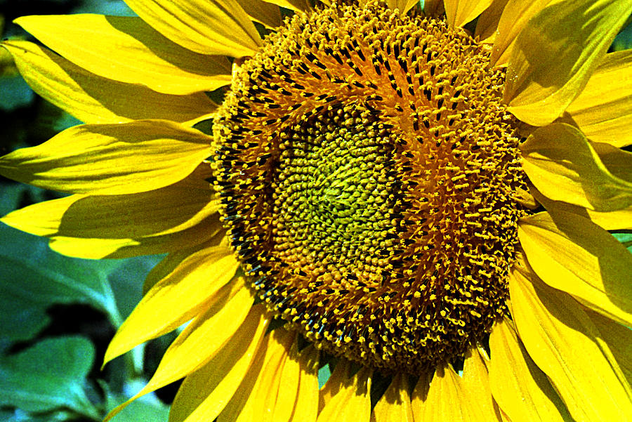 Sunflower  Photograph by Emanuel Tanjala