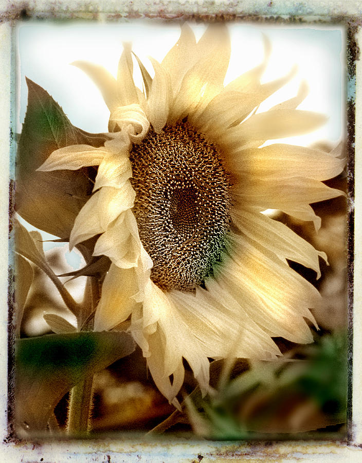 Sunflower face Photograph by Linda Olsen
