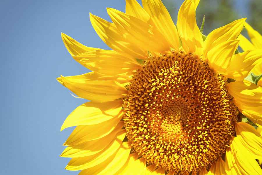Sunflower #1 Photograph by Joe Myeress