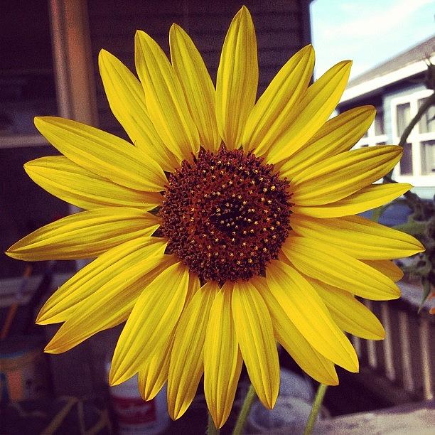 Sunflower Photograph - Sunflower #1 by Jonell Witkowski