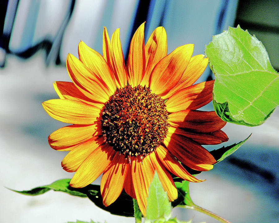 Sunflower 6 Photograph by Lizi Beard-Ward