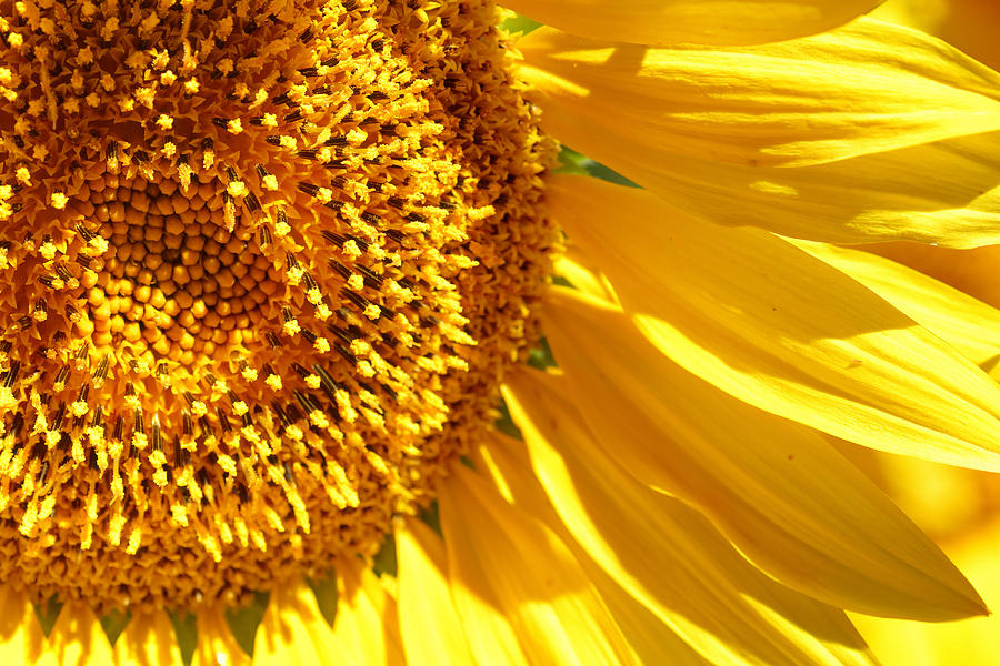 Sunflower Macro #1 Photograph by Joe Myeress