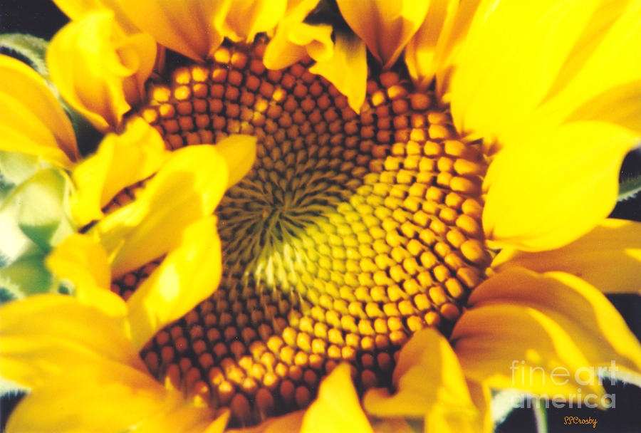Sunflower #1 Photograph by Susan Stevens Crosby